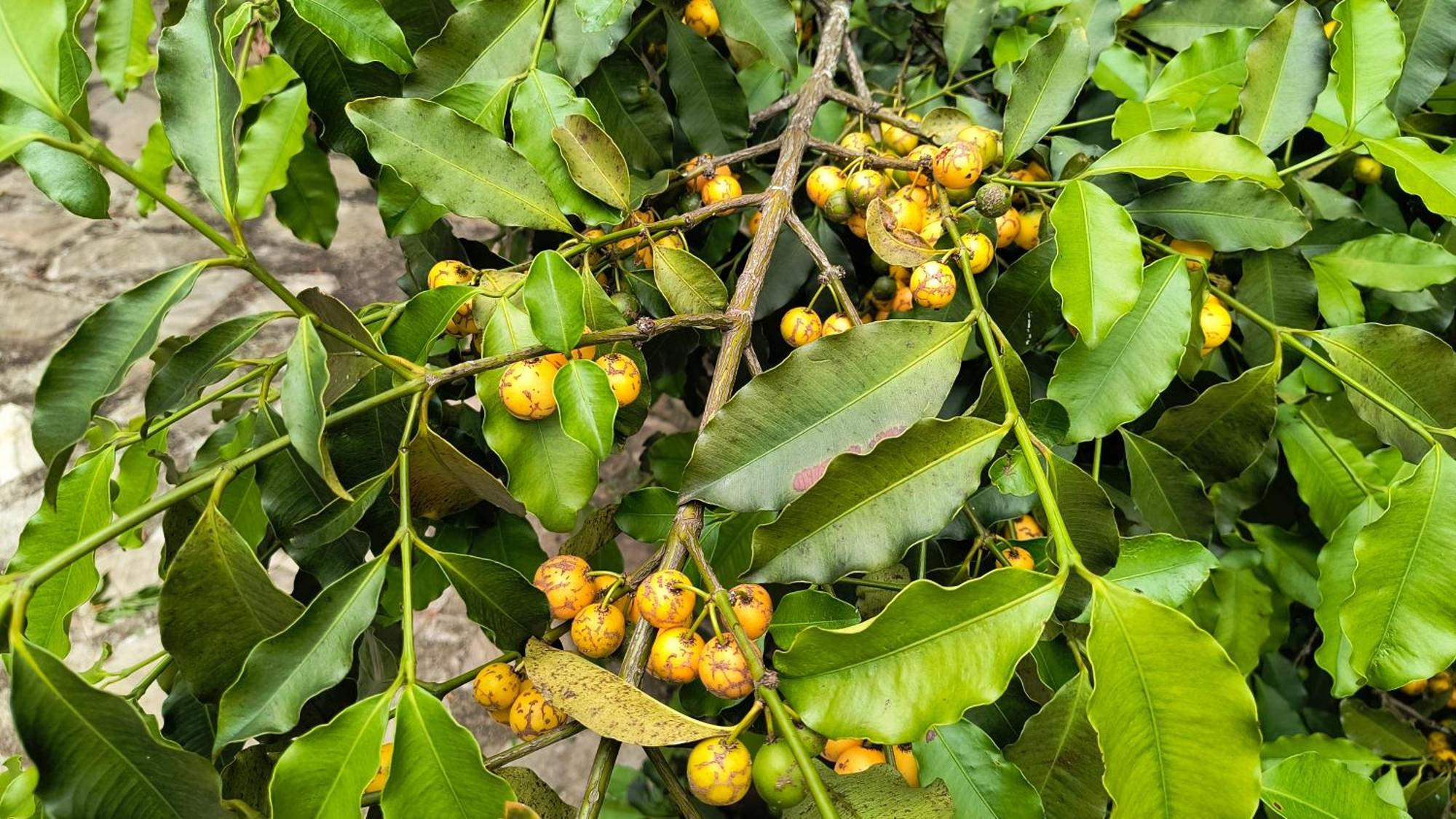 São Tomé das Letras Pousada Recanto Do Sossego酒店 外观 照片